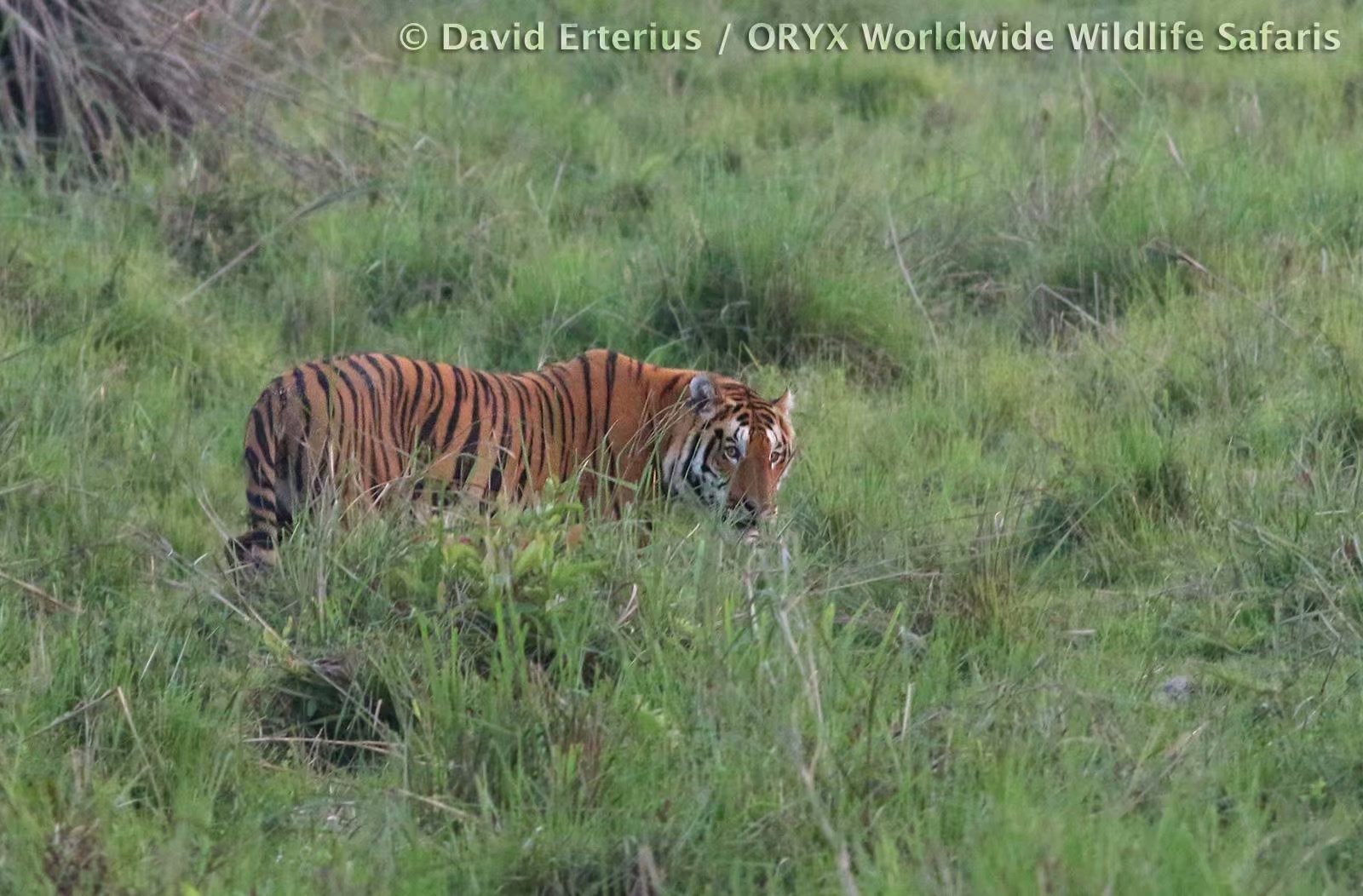 卡齐兰加的老虎图集领略下全世界最大的野生大猫种群上