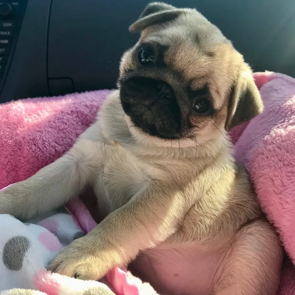 别看柯基的腿这么短 人家当初可是专业放牛的 需要很大运动量 哔哩哔哩