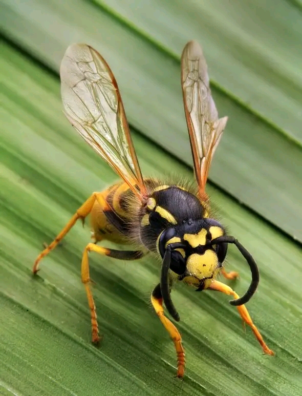 wasp,黃蜂,又譯作胡蜂.