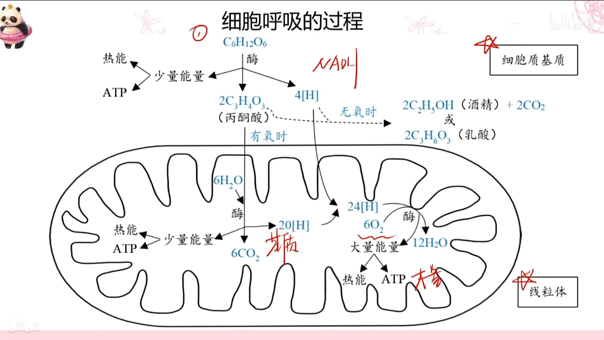 细胞呼吸过程及相关考点