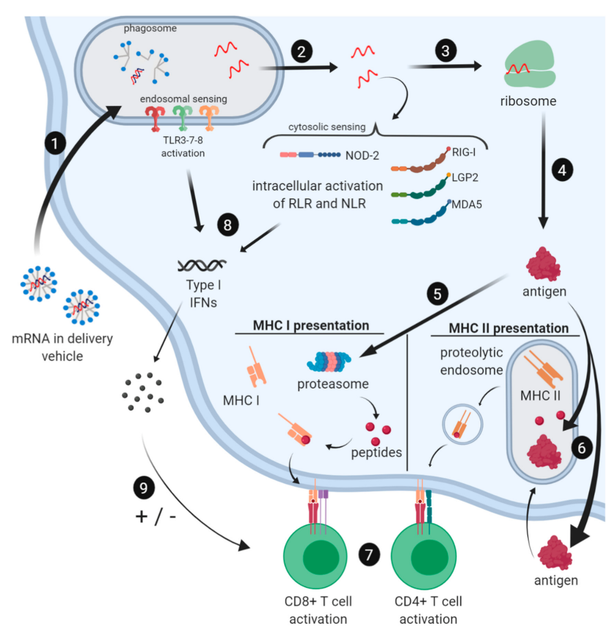 objectiveto achieve due to the barrier of cell membrane and the