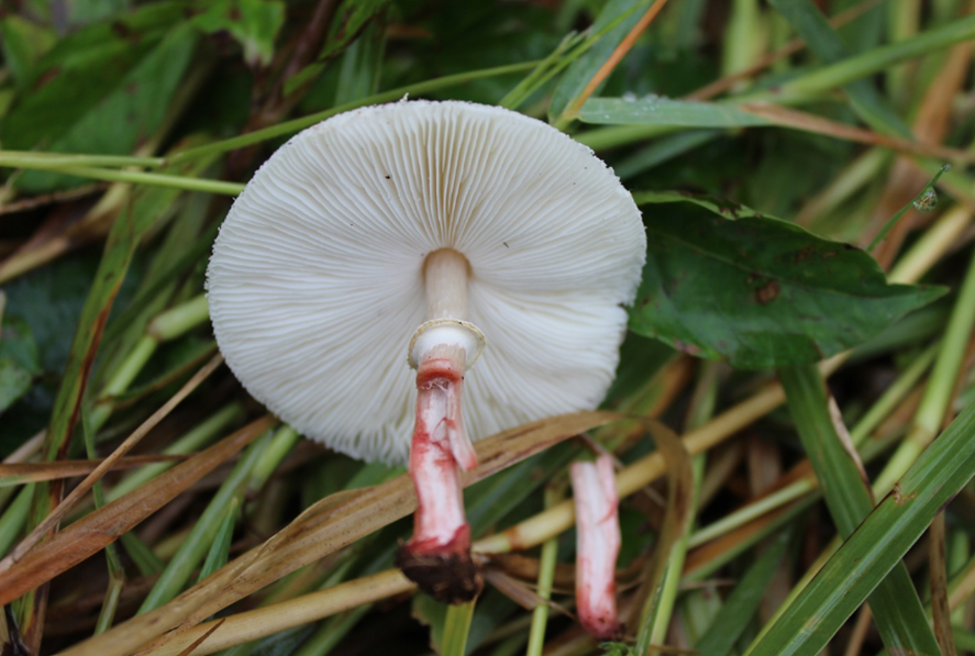 【蘑菇的分类】3.蘑菇科 大环柄菇属Macrolepiota、青褶伞属Chlorophyllum - 哔哩哔哩
