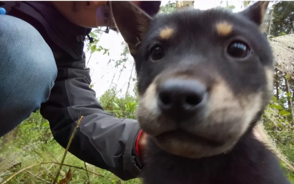 最受欢迎的6种中型犬 有家庭的人都适合饲养 哔哩哔哩