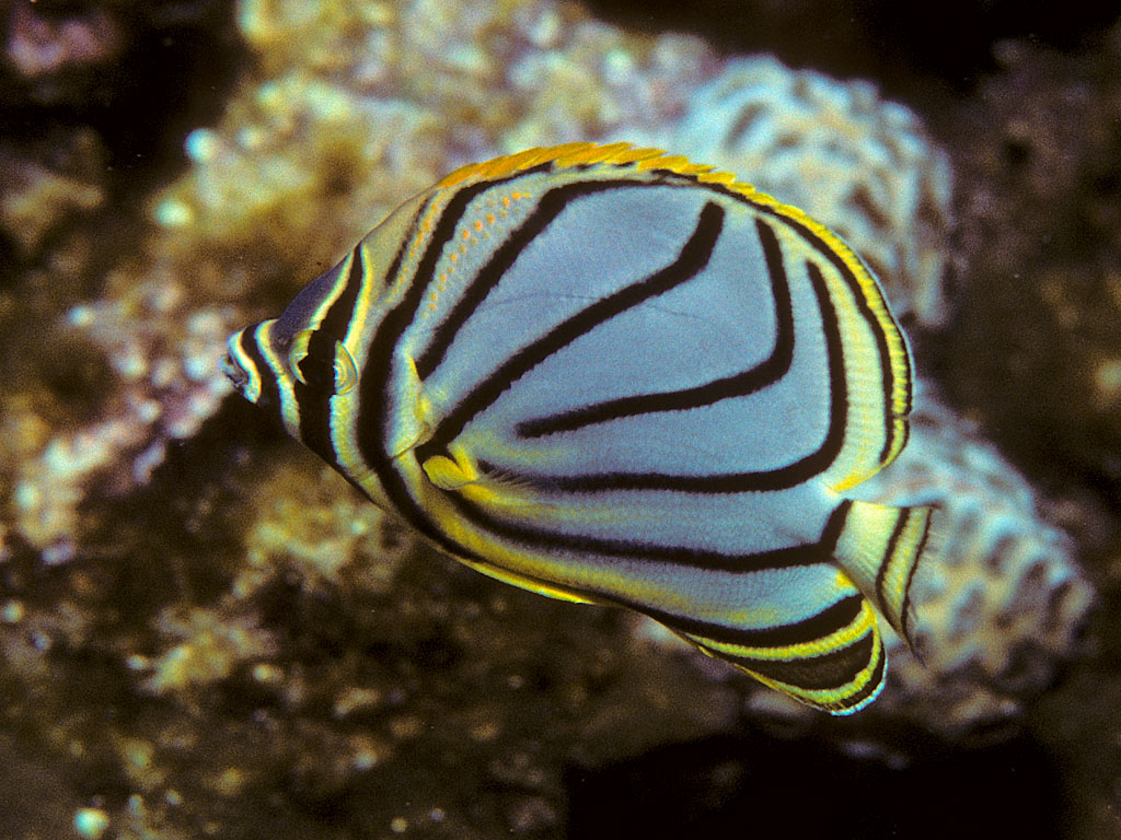 麦氏蝴蝶鱼/chaetodon meyeri(meyers butterflyfish), wikipedia