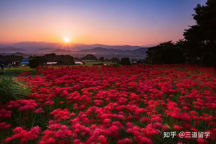 待疫情结束 我们一起去赏花怎样 哔哩哔哩