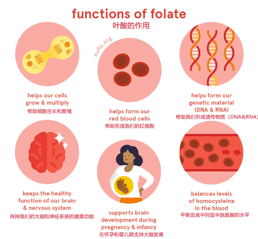 怀孕母猫照顾好，叶酸补充不能少- 哔哩哔哩