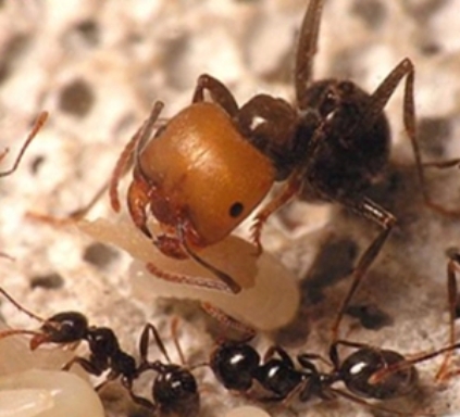 世界第二大收获蚁图片