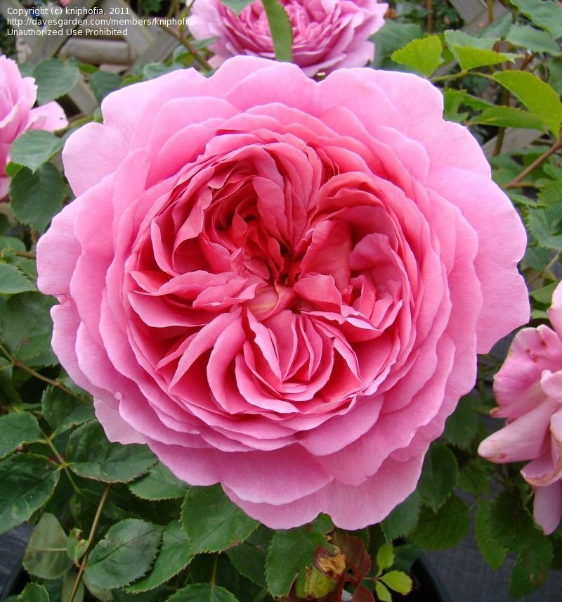 【实测推荐】高温过后的这些奥斯汀月季都很棒!