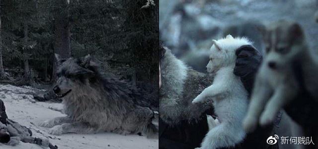 雪狼王&白灵
