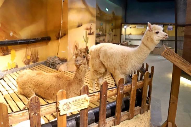 带您吃喝玩乐天津卫—"zoonly动物园"