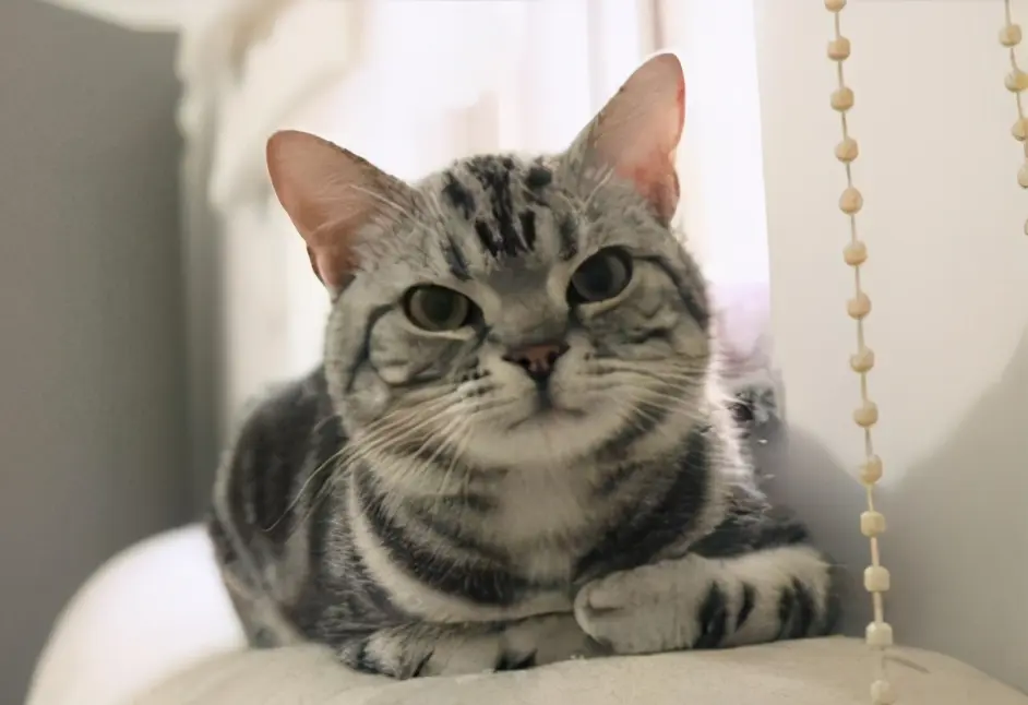 美短猫跟狸花猫很像 但是美短猫更值得饲养 哔哩哔哩