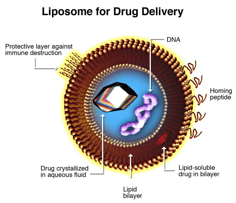 k237修饰负载紫杉醇脂质体纳米粒k237lipsome@ptx