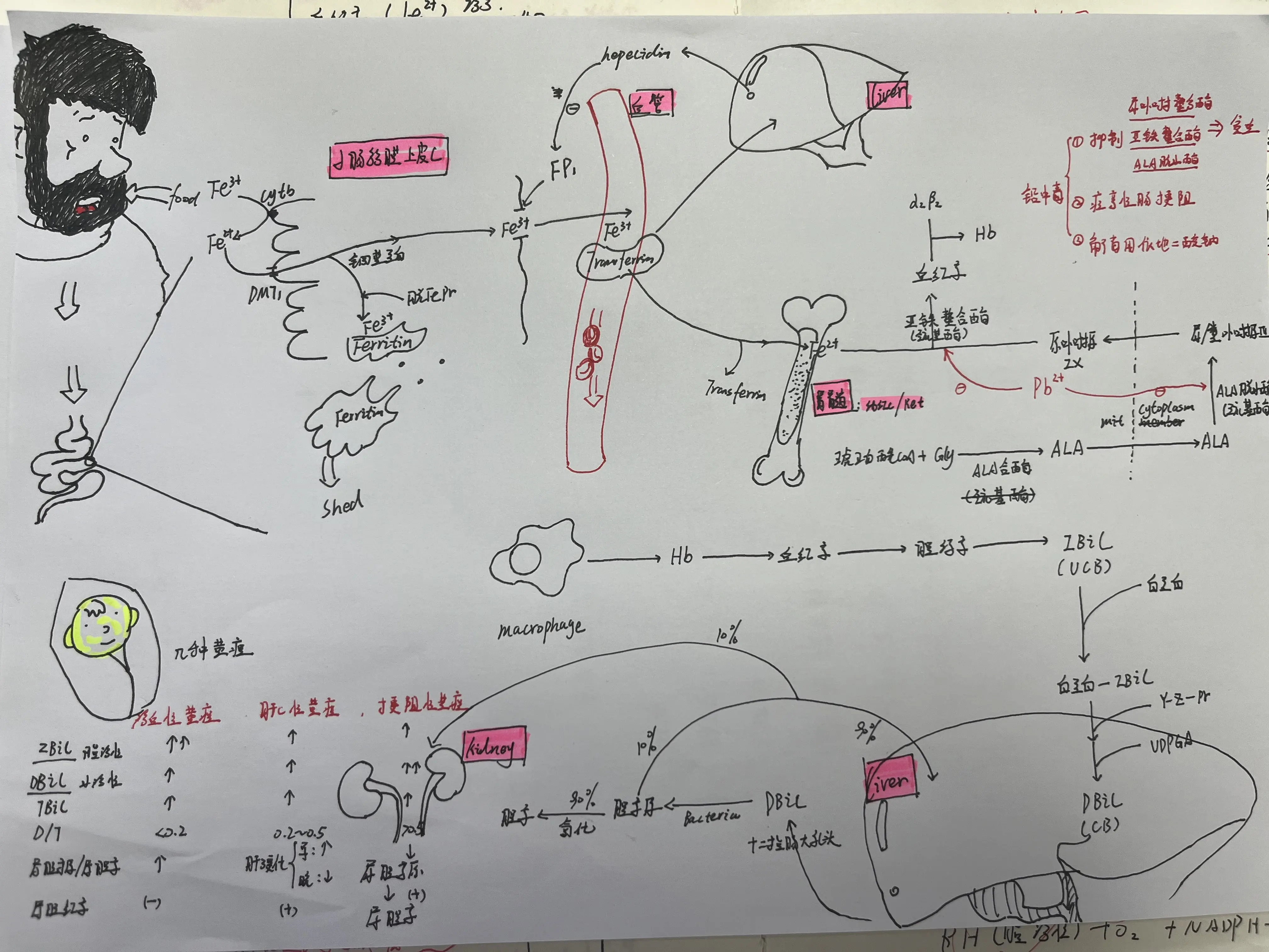 铁物质转化关系图图片