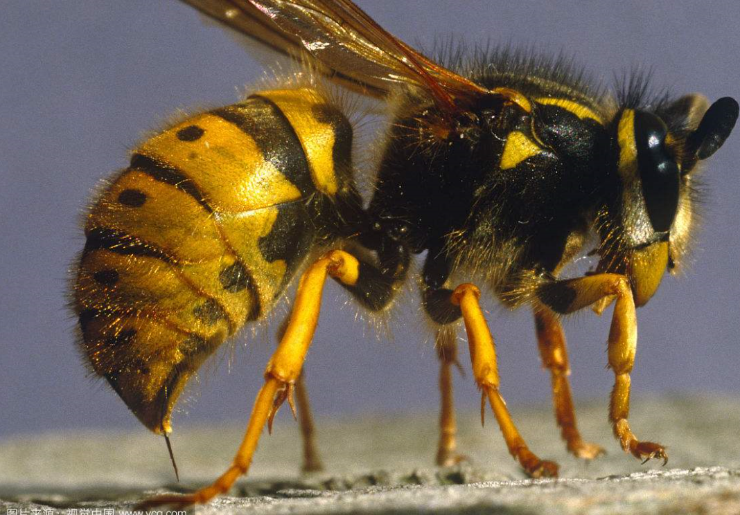 马蜂的毒刺图片