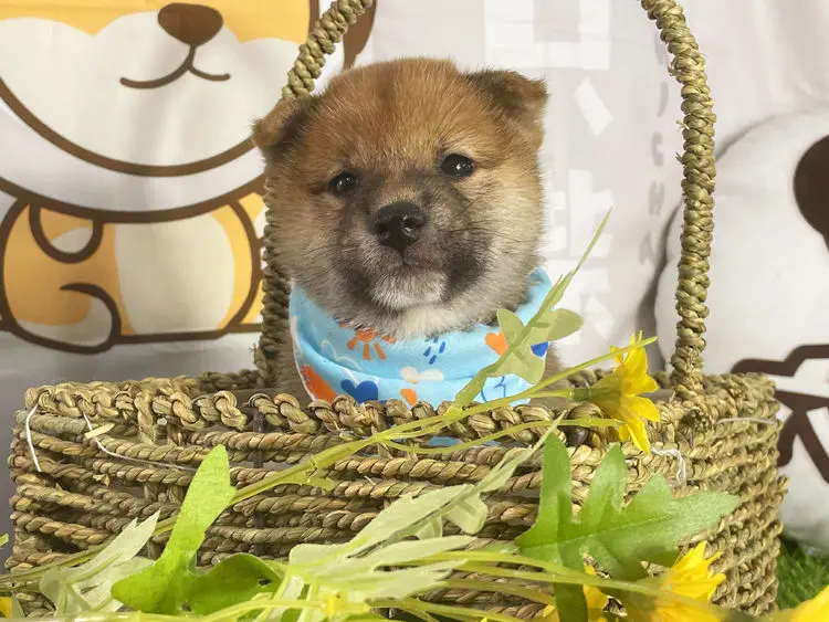 柴犬价格多少钱一只幼犬 为什么柴犬价格参差不齐 哔哩哔哩