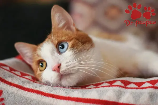 爪爪博士靠谱吗 两个月幼猫感冒的症状是什么 哔哩哔哩