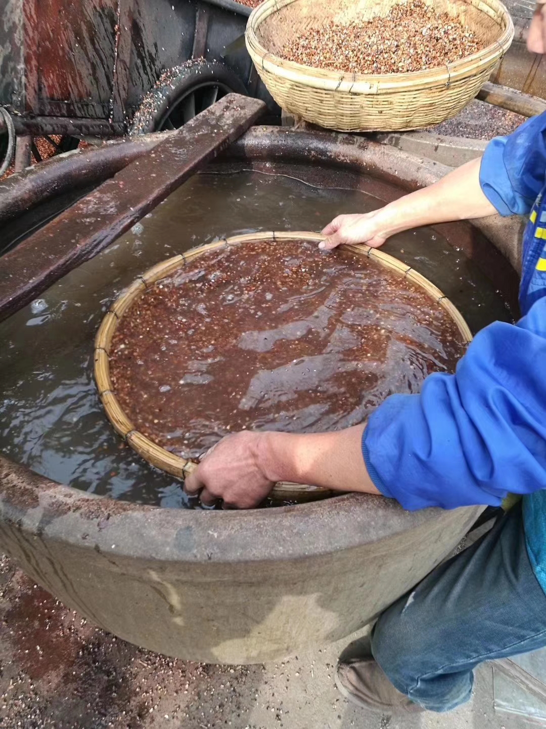 酸枣仁丨被忽略的中药材采收加工往往影响质量最深
