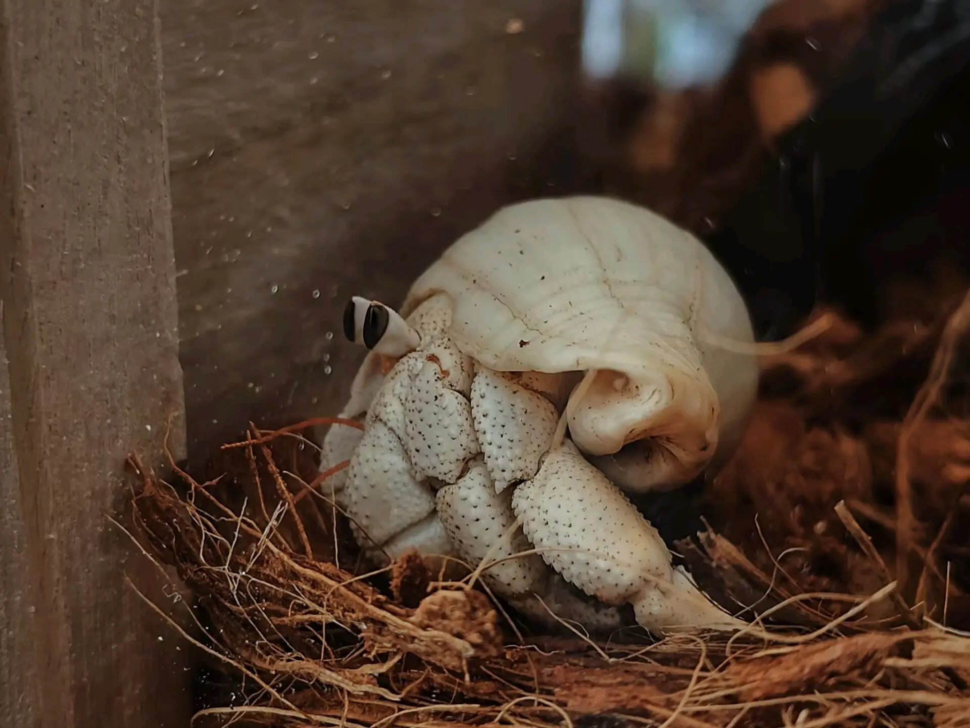 陆寄居蟹最简品种分辨12:草莓寄居蟹