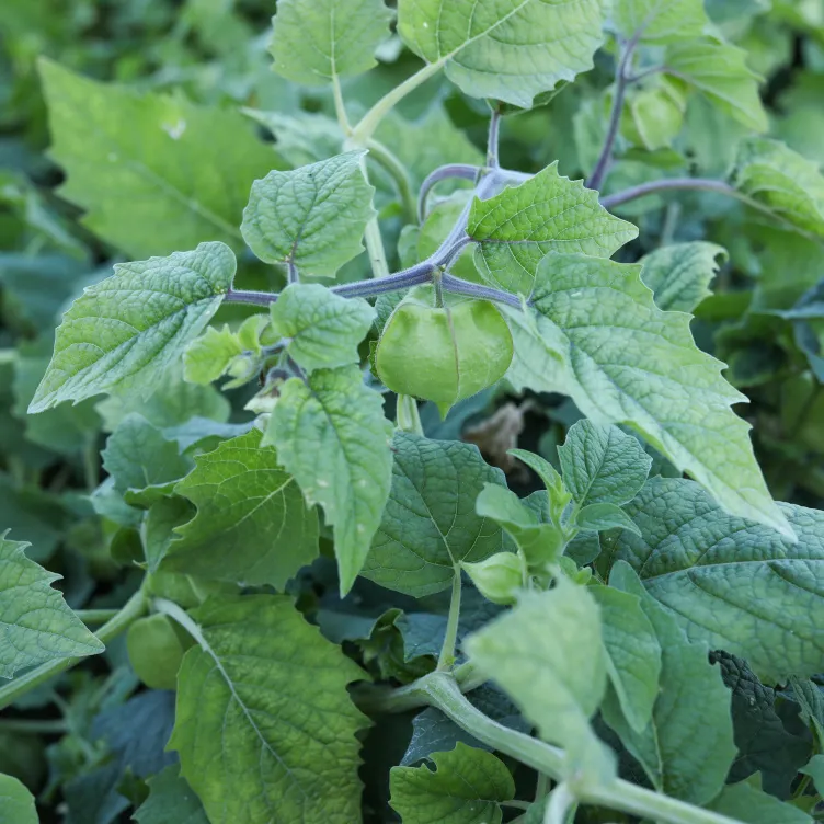 辰颐物语:菇娘果丨一袭黄衣,甘之如饴——黑龙江绥化原产菇娘果