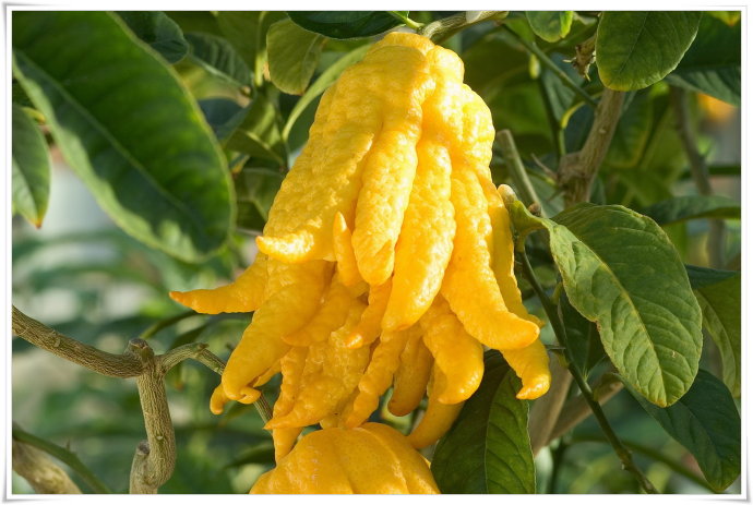 citrus——"橘里橘气"的那些小伙伴【植物学1】 - 哔哩哔哩