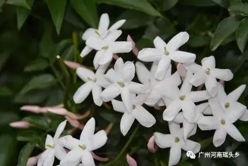 广州昔日宠素馨花开时节满城雪素磬花集 哔哩哔哩