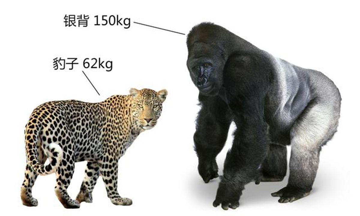 在非洲,虽然成年银背大猩猩没有天敌,但是花豹却是雌性大猩猩和幼年大