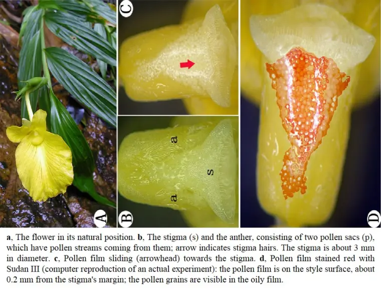 停课不停学 那些异乎寻常的自花授粉方式 哔哩哔哩