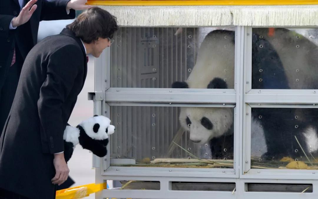 熊猫的豪华生活就不多说了,反正主子过的舒服,我们就高兴 马