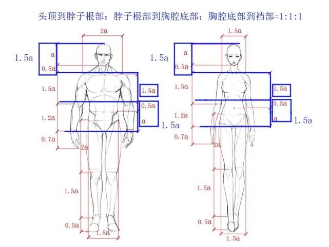 原画培训知识之原画小白也能掌握的人体比例 - 哔哩哔哩