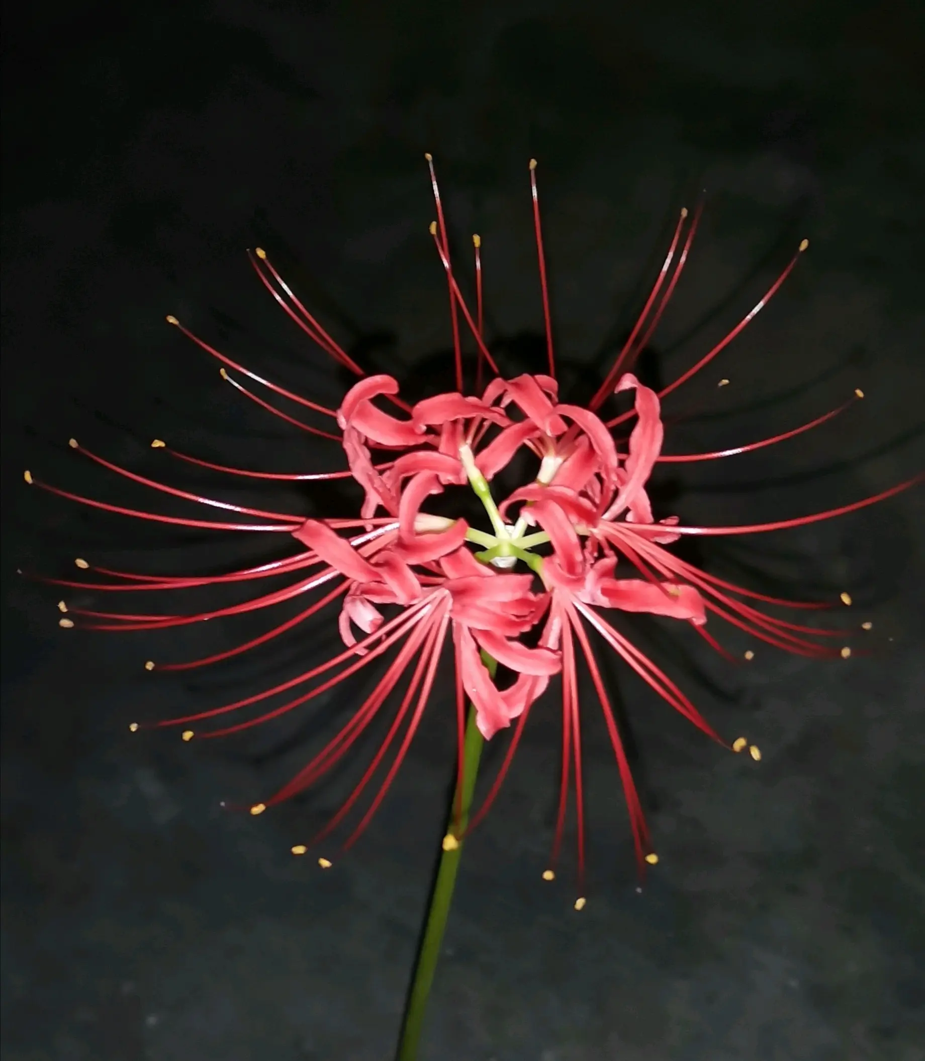 红花石蒜 - 哔哩哔哩