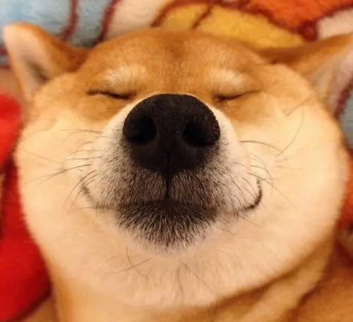 我家柴犬不爆脸怎么办 哔哩哔哩