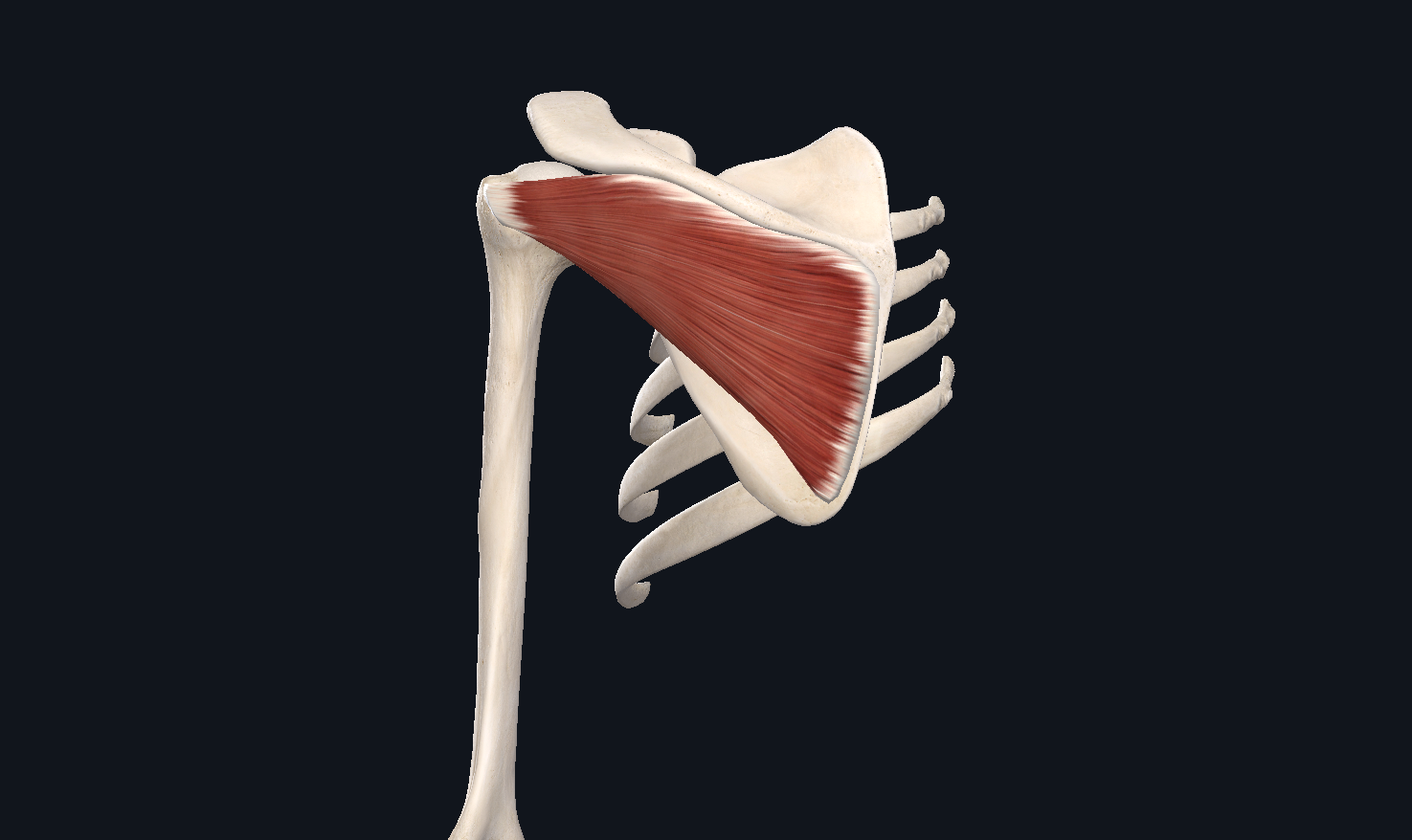 冈下肌的功能解剖与触发点 - 哔哩哔哩