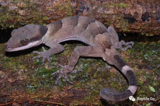 Rg物种说新几内亚巨人弓趾虎 哔哩哔哩