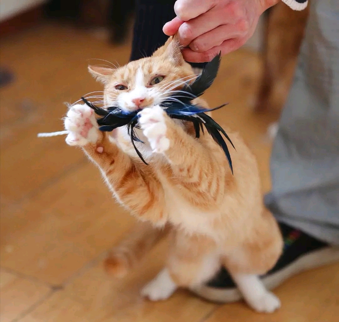 疯狂喜欢逗猫棒