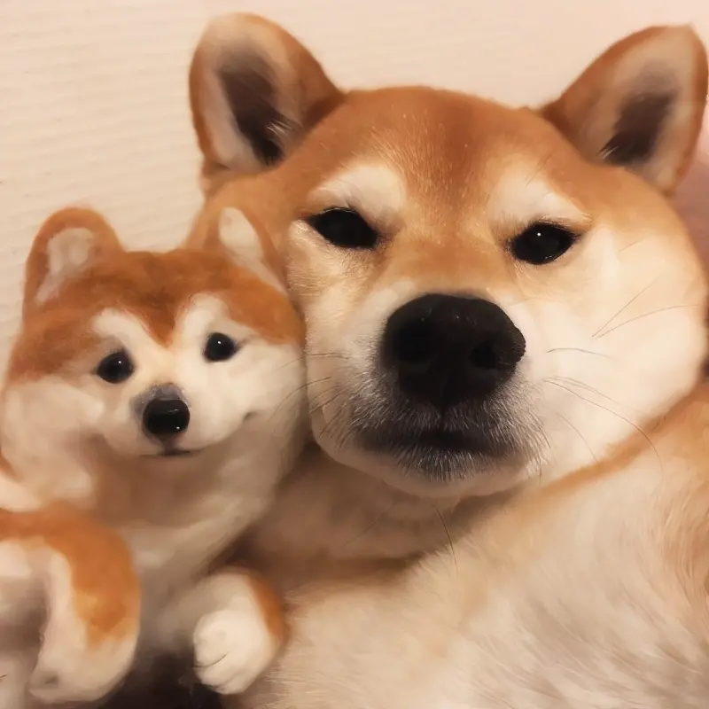 关于柴犬的种类你都了解吗 哔哩哔哩