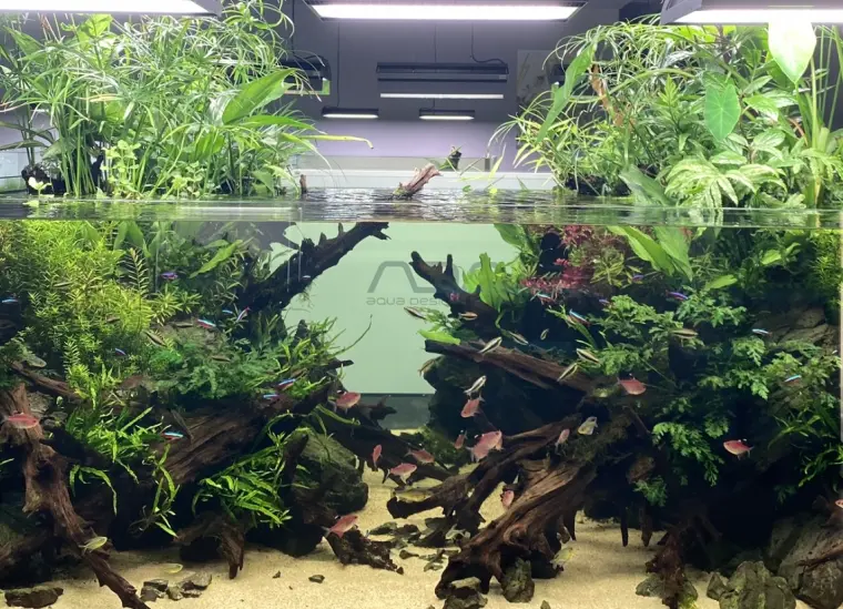 草缸水草简介 水面上的风景线 水上植物 哔哩哔哩