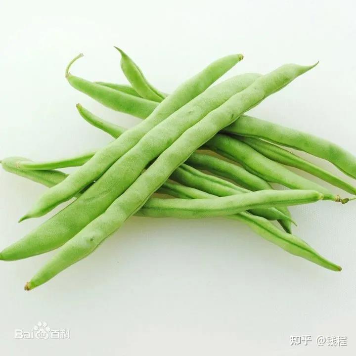 菜豆又叫什么图片