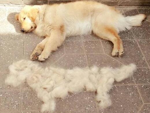 狗狗病理性掉毛的七个因素