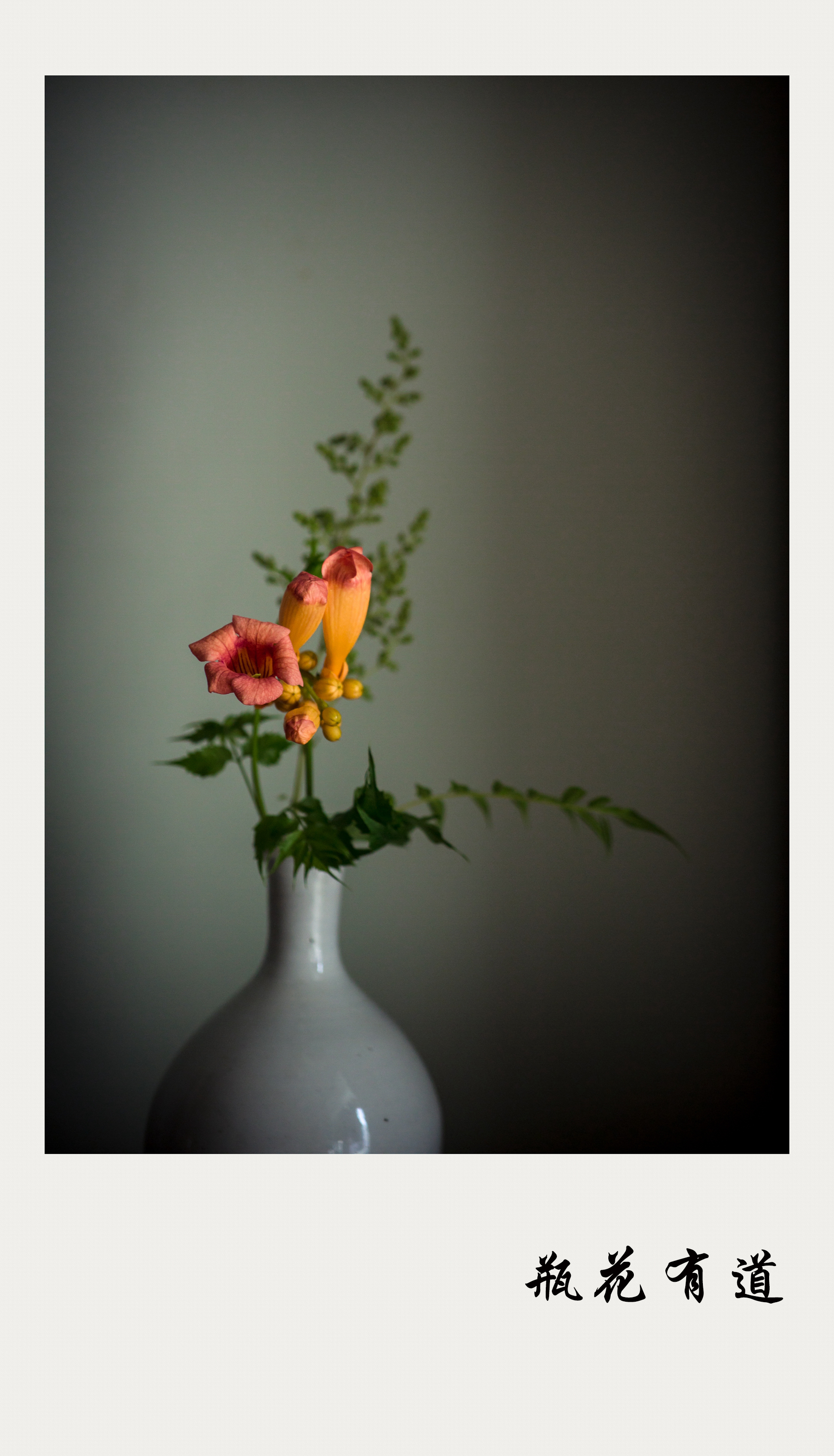 瓶花有道