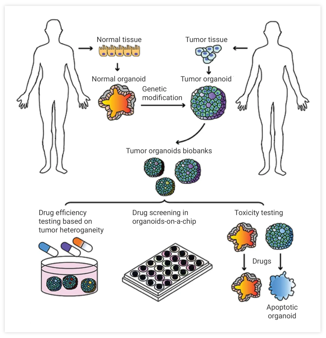 肿瘤类器官在药物筛选中的应用 Medchemexpress 哔哩哔哩 7735