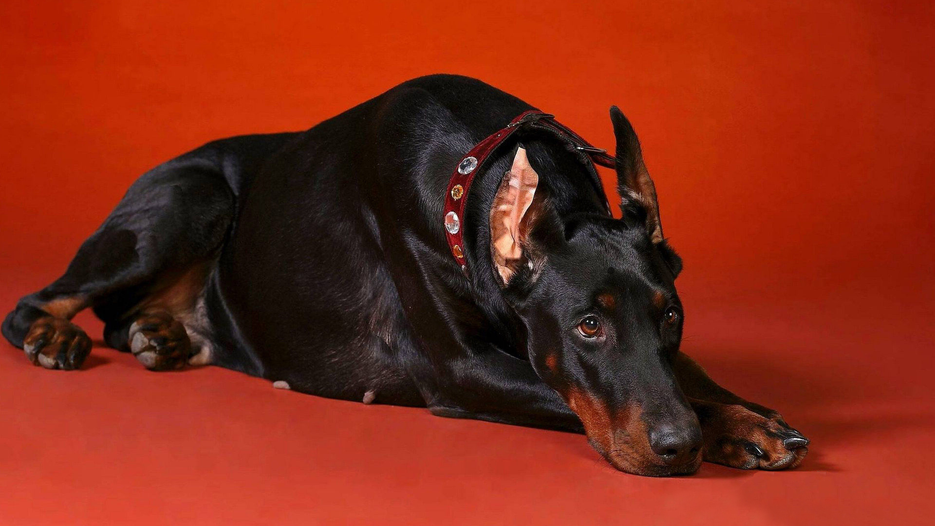 世界十大猛犬排名(世界十大最危险猛犬)-风水人
