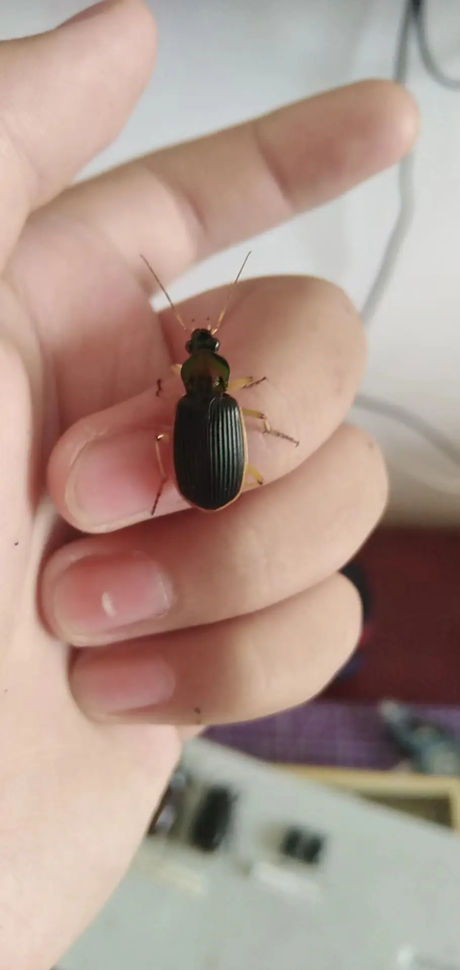 双齿蝼步甲sacrites acutides chaudoir和大黄缘青步甲chlaenius