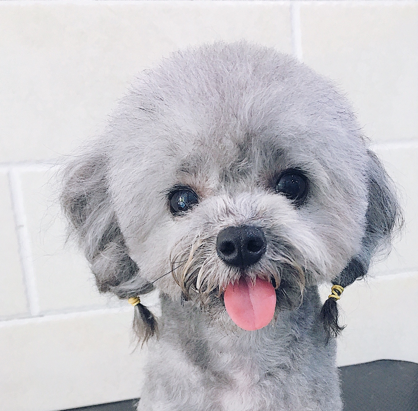 这是一只超喜欢伸舌头的迷你灰贵.