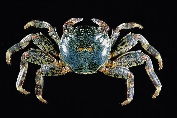 快过年了说一说我喜欢的节肢动物2甲壳亚门