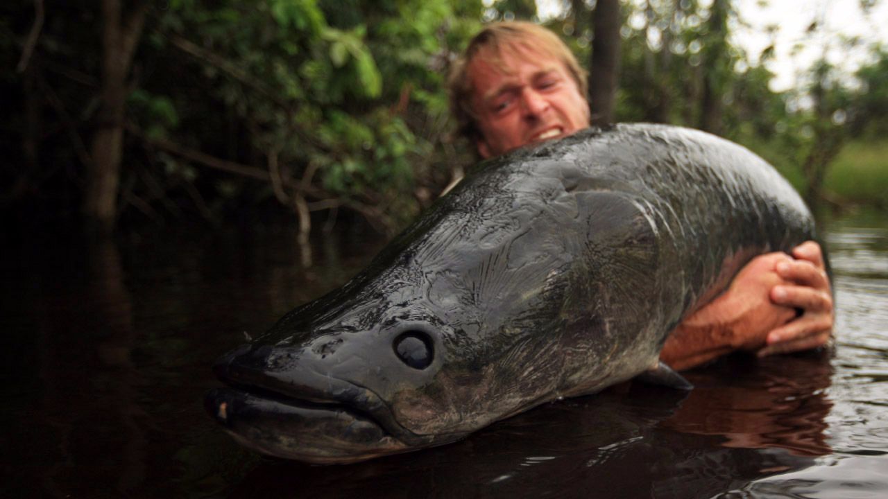 亚马逊河生物巨型图片