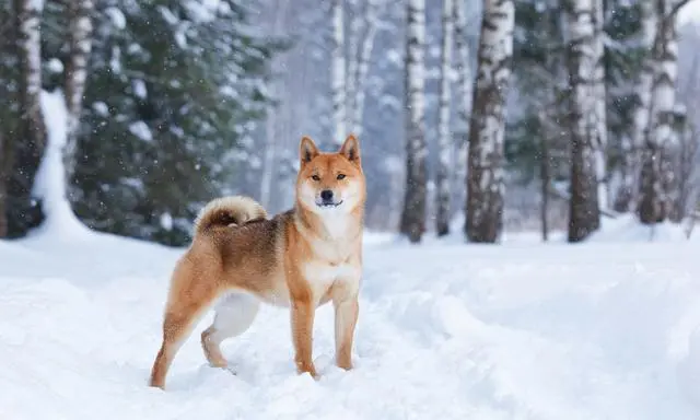 柴犬比中华田园犬高贵在哪 它也差点灭绝 但被日本人奉为国宝 哔哩哔哩