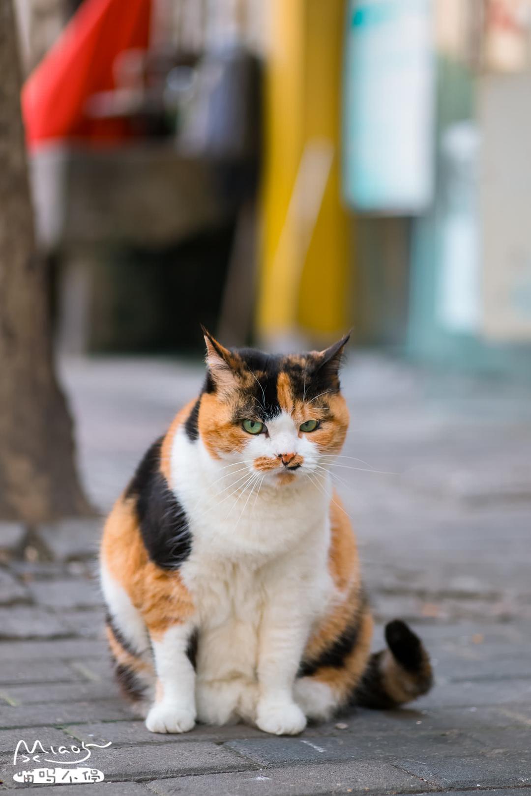 身材短胖成圆桶,毛色一层一层像蜜蜂,这种三花猫还是头次见