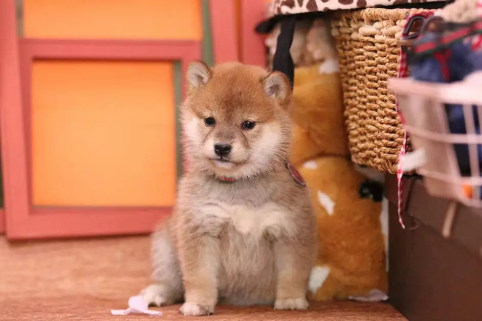 柴犬便秘怎么办 会导致柴犬便秘的食物有哪些 哔哩哔哩