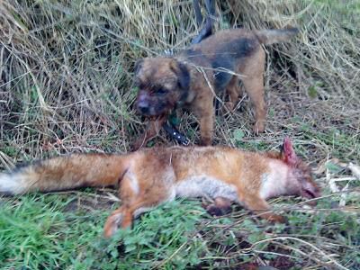 为什么狗打不过猫?猞猁和大型犬比到底谁厉害