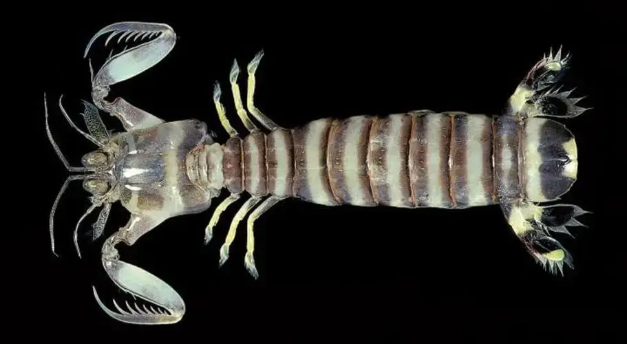 快过年了说一说我喜欢的节肢动物2甲壳亚门